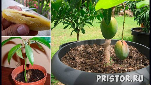 Как вырастить манго из косточки в домашних условиях 1