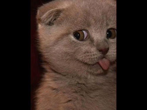 Смешные коты - фото, картинки, ржачные, веселые 12