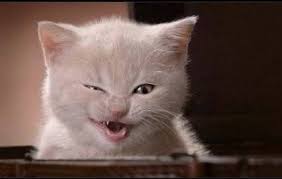 Смешные коты - фото, картинки, ржачные, веселые  14