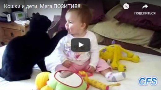 Видео про котов смешное детям, прикольные, веселые, ржачные