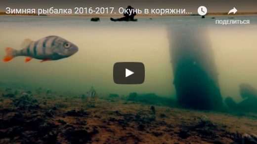 Зимняя рыбалка на окуня - видео интересные, прикольные, удивительные