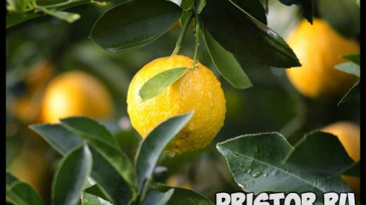 Как вырастить лимон из косточки в домашних условиях - с чего начать 1