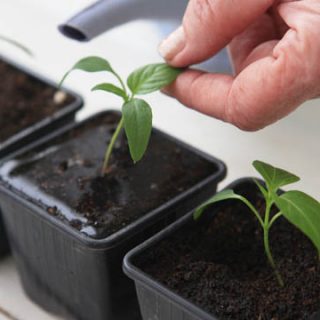 Как вырастить рассаду перца в домашних условиях - уход и посадка 2