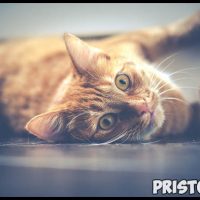 Как кошки проявляют свою любовь к хозяину - основные признаки 4