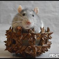 Как ухаживать за домашней крысой - секреты ухода и содержания 2