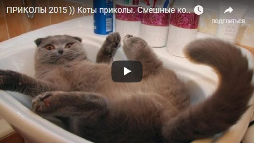 Приколы про котов самые смешные видео - новые, свежие, веселые