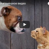 Ржачные и смешные видео про котов и собак - смотреть бесплатно