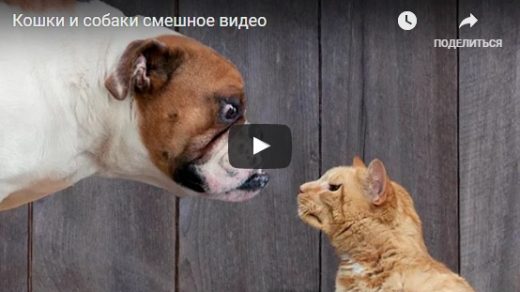 Ржачные и смешные видео про котов и собак - смотреть бесплатно