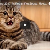 Самые смешные видео про котов до слез - смотреть бесплатно