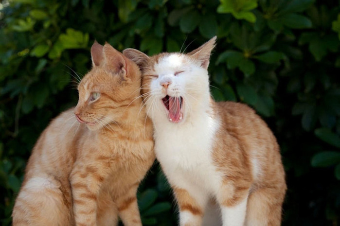 Самые смешные кошки - фото, картинки, прикольные, красивые 5