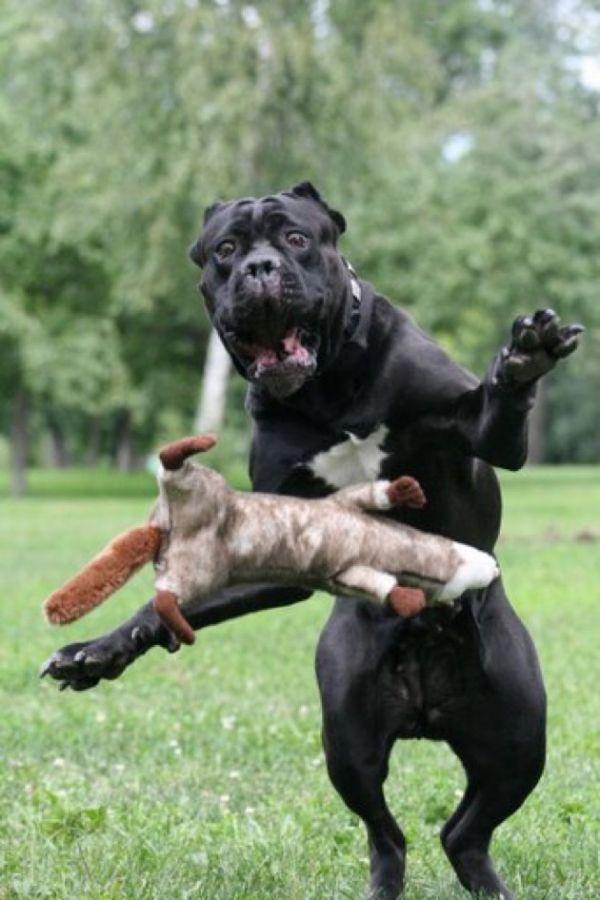 Самые смешные фото собак - прикольные, веселые, ржачные 15