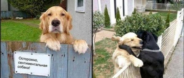Самые смешные фото собак - прикольные, веселые, ржачные 25