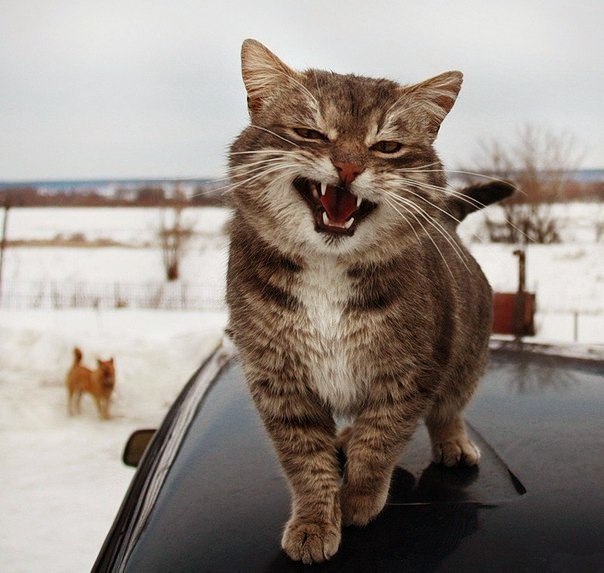 Смешные фотки котов - смотреть бесплатно, веселые, прикольные 16
