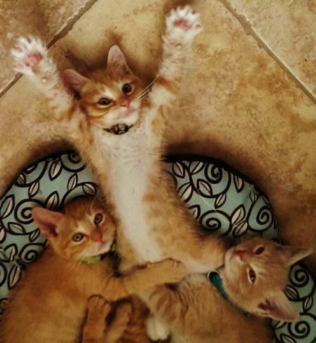 Смешные фотки котов - смотреть бесплатно, веселые, прикольные 4