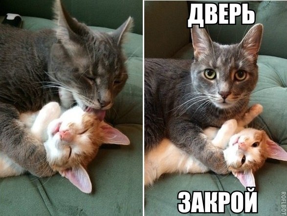 Смешные фото кошек с надписями - ржачные, веселые, прикольные 19