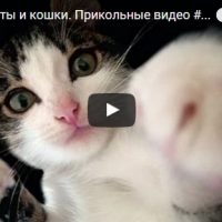Смотреть бесплатно смешные видео про котов до слез - подборка