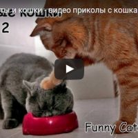 Смотреть смешные видео про котов до слез - веселые, прикольные