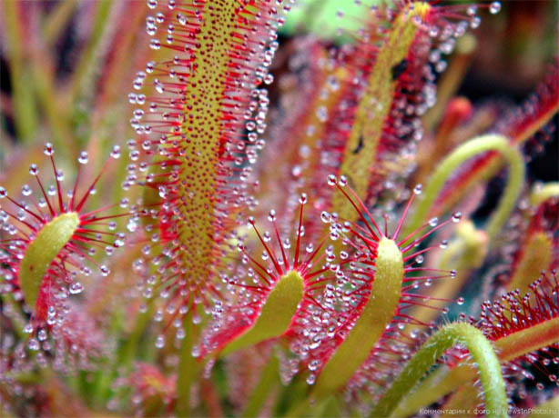 Удивительные растения - фото, картинки, красивые, интересные 4