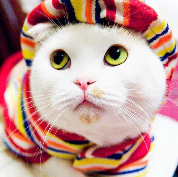 Фото самых смешных котят, прикольные котики - фото и картинки 8