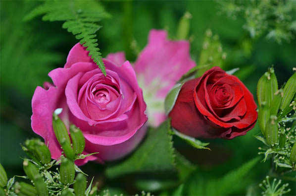 Цветы розы - фото, картинки, красивые, удивительные, интересные 14