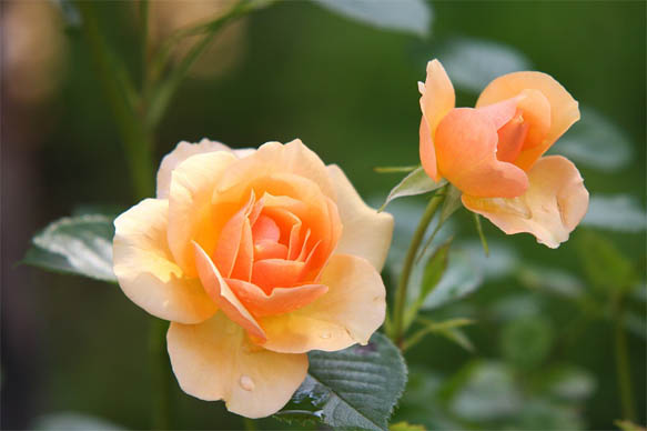 Цветы розы - фото, картинки, красивые, удивительные, интересные 15