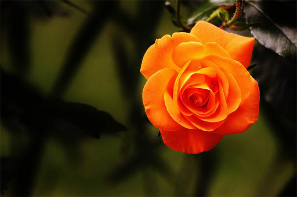 Цветы розы - фото, картинки, красивые, удивительные, интересные 6