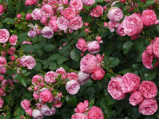 Цветы розы - фото, картинки, красивые, удивительные, интересные 7