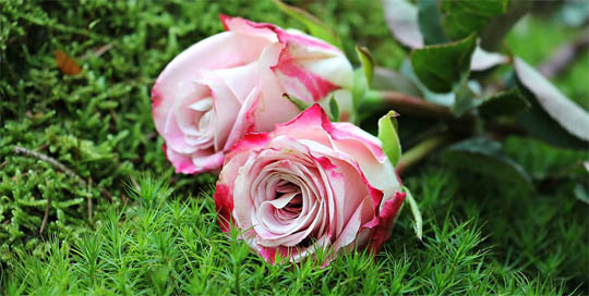 Цветы розы - фото, картинки, красивые, удивительные, интересные 9