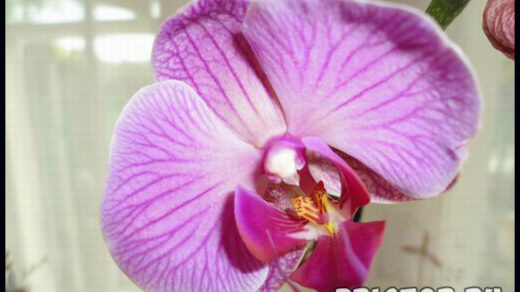 Орхидея фаленопсис - уход в домашних условиях, фото 2
