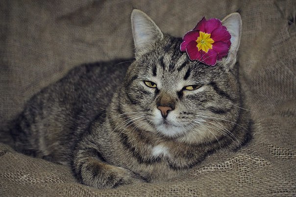 Забавные кошки фото, смешные и ржачные картинки котов 14