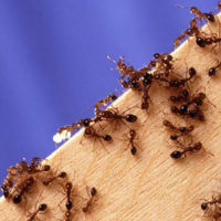 Как вывести муравьев из дома - быстро в домашних условиях 2