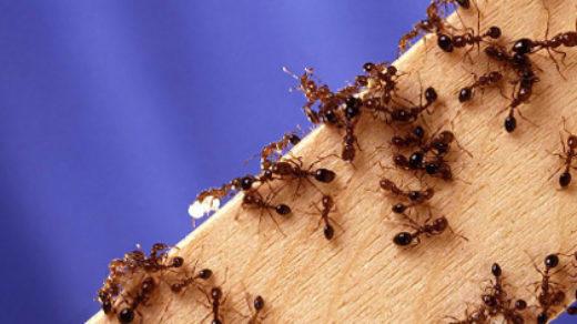 Как вывести муравьев из дома - быстро в домашних условиях 2