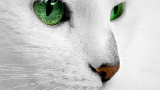Красивые картинки и фото - белый кот с зелеными глазами 1