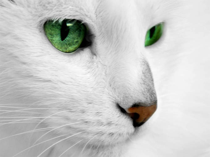 Красивые картинки и фото - белый кот с зелеными глазами 1