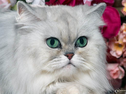 Красивые картинки и фото - белый кот с зелеными глазами 9