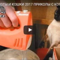 Прикольные и веселые кошки видео - смотреть бесплатно, онлайн