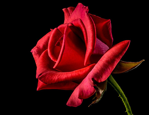 Розы - красивые фото, картинки, смотреть бесплатно 1