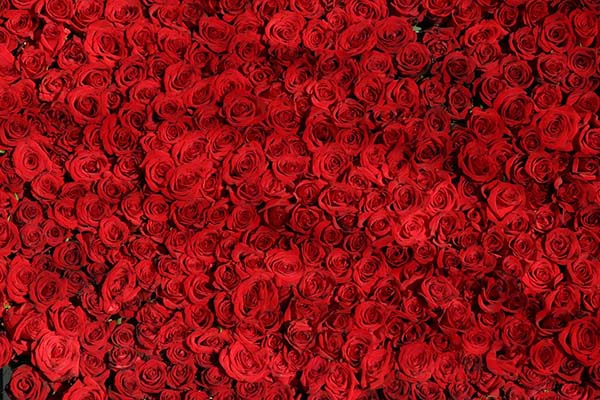 Розы - красивые фото, картинки, смотреть бесплатно 11
