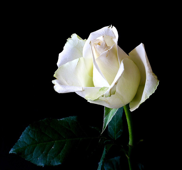 Розы - красивые фото, картинки, смотреть бесплатно 12