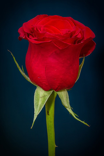 Розы - красивые фото, картинки, смотреть бесплатно 13