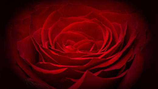 Розы - красивые фото, картинки, смотреть бесплатно 14