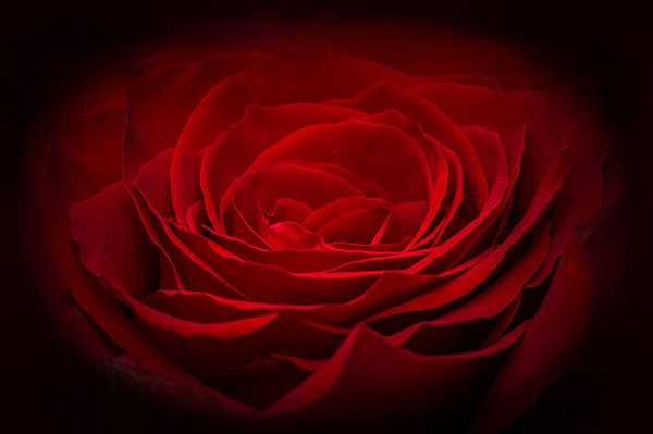 Розы - красивые фото, картинки, смотреть бесплатно 14