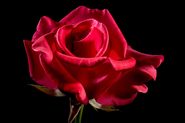 Розы - красивые фото, картинки, смотреть бесплатно 20