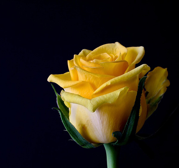 Розы - красивые фото, картинки, смотреть бесплатно 8