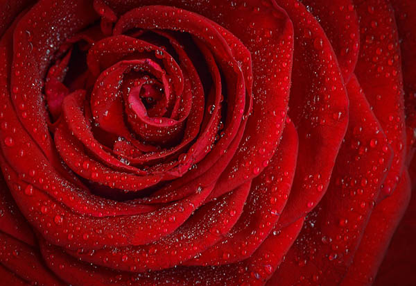 Розы - красивые фото, картинки, смотреть бесплатно 9
