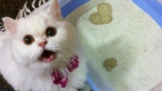 Смешные картинки про котов до слез - смотреть бесплатно 8
