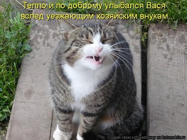 Смешные картинки про кошек до слез - смотреть бесплатно 12