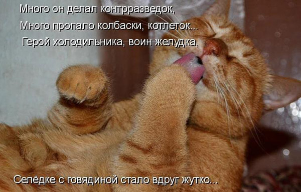 Смешные кошки и собаки - фото с надписями до слез 9