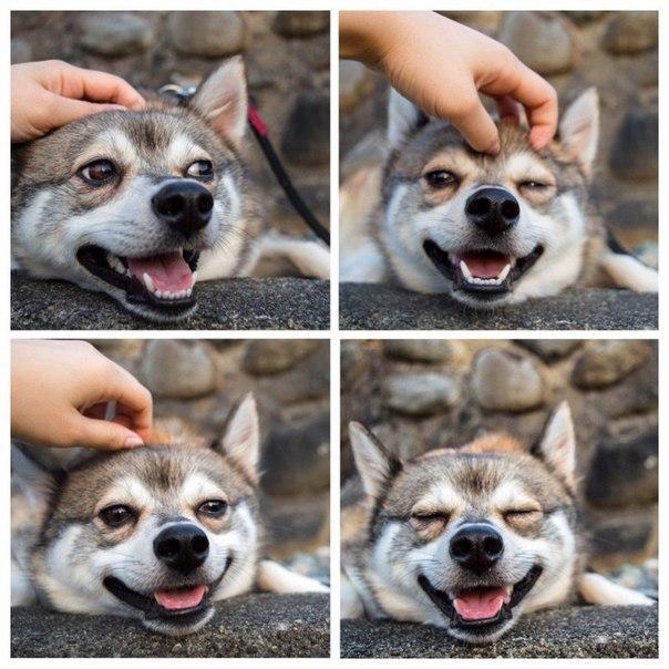 Смешные собаки - фото до слез, прикольные, веселые, забавные 14