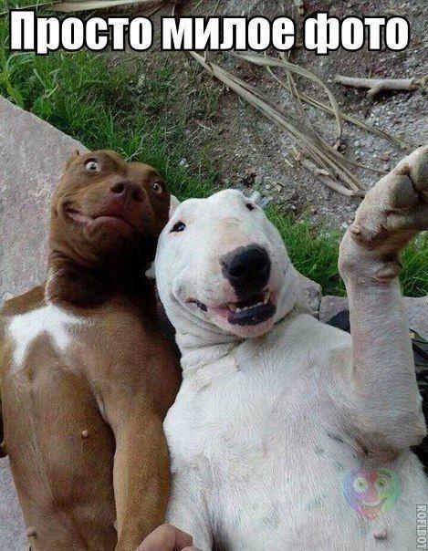 Смешные фото про собак до слез - смотреть бесплатно, онлайн 12